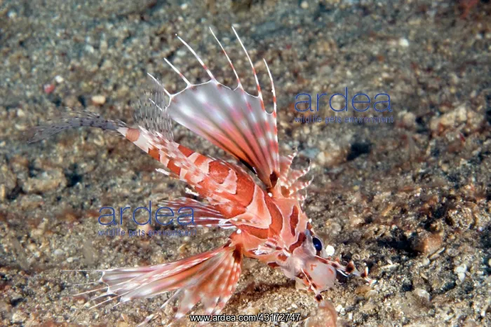 : Broadbarred Firefish : Broadbarred Firefish