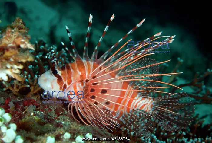 : Broadbarred Firefish : Broadbarred Firefish