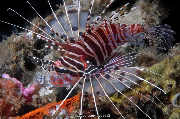 : Broadbarred firefish (Pterois antennata) spreads : Broadbarred firefish (Pterois antennata) spreads