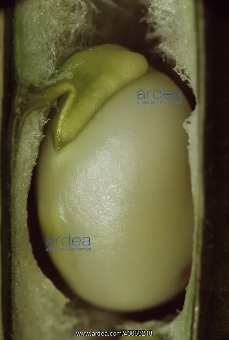  : Broadbean, Vicia faba