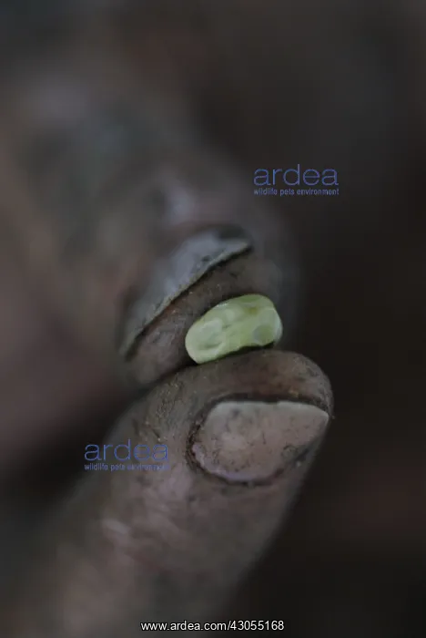 : Broadbean, Vicia faba : Broadbean, Vicia faba