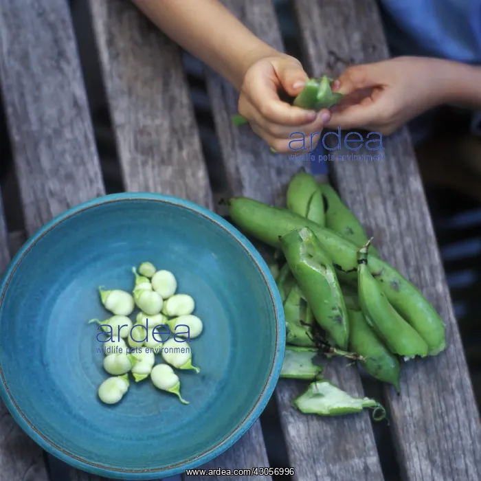 : Broadbean, Vicia faba : Broadbean, Vicia faba