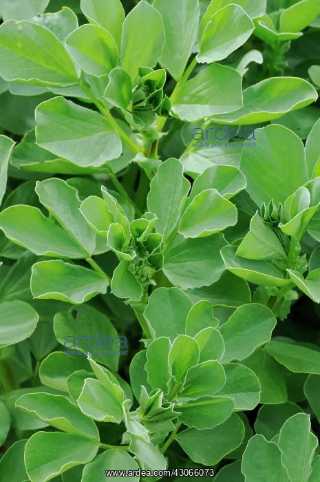 : Broadbean, Vicia faba : Broadbean, Vicia faba