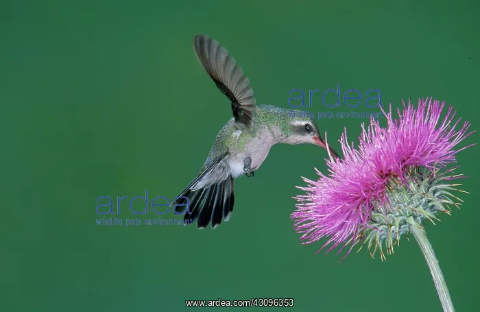 : Broadbill Hummingbird feeding at flower : Broadbill Hummingbird feeding at flower