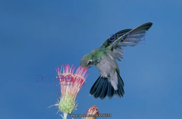 : Broadbill Hummingbird feeding at flower : Broadbill Hummingbird feeding at flower