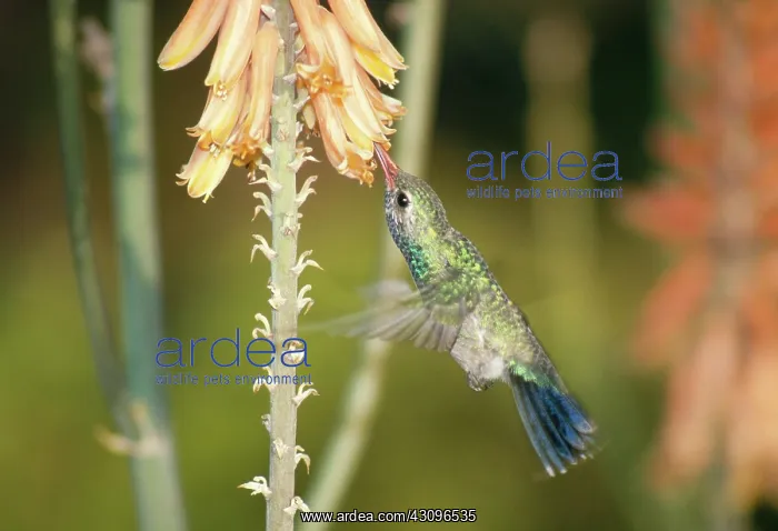  : Broadbilled Hummingbird at flower