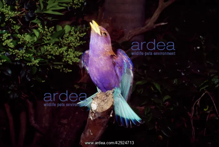: Broadbilled Roller : Broadbilled Roller