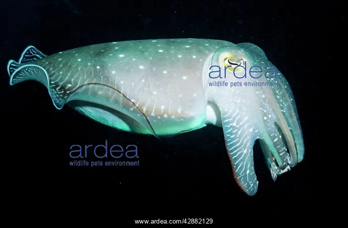 : Broadclub / broad club cuttlefish : Broadclub / broad club cuttlefish