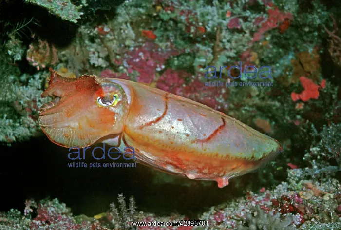 : Broadclub / broad club cuttlefish - This cuttlefish : Broadclub / broad club cuttlefish - This cuttlefish