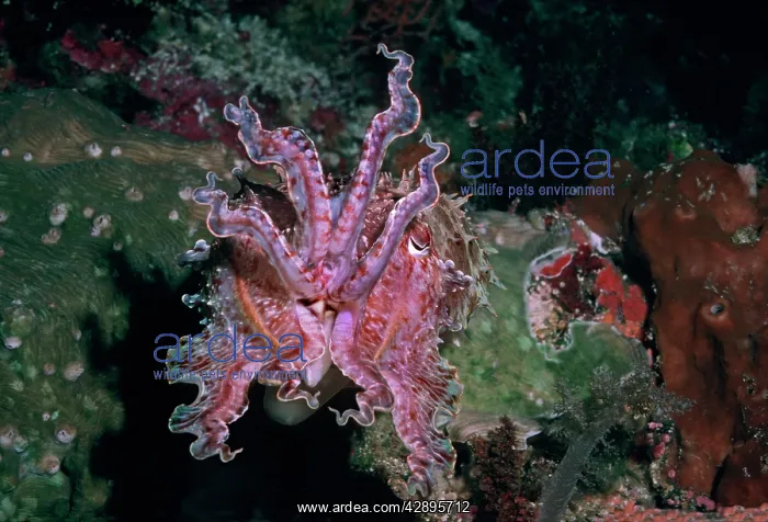 : Broadclub / broad club cuttlefish - This cuttlefish : Broadclub / broad club cuttlefish - This cuttlefish