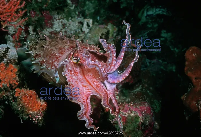 : Broadclub / broad club cuttlefish - This cuttlefish : Broadclub / broad club cuttlefish - This cuttlefish