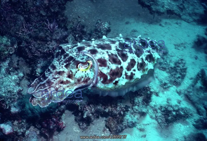: Broadclub / broad club cuttlefish - This cuttlefish : Broadclub / broad club cuttlefish - This cuttlefish