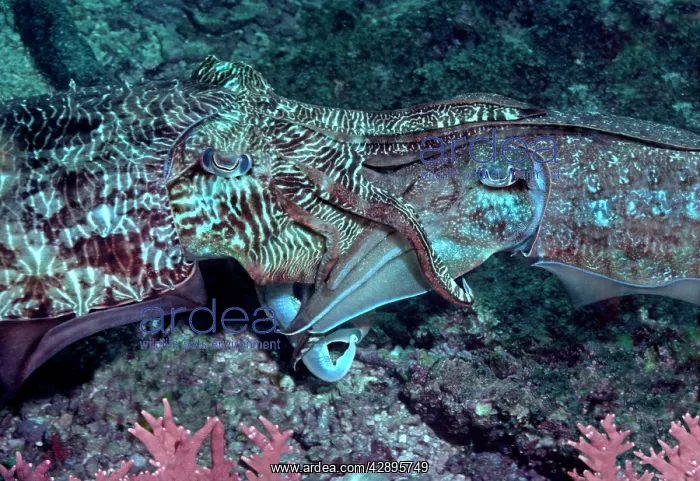 : Broadclub / broad club cuttlefish - Cuttlefish : Broadclub / broad club cuttlefish - Cuttlefish