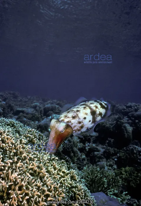 : Broadclub / broad club cuttlefish - Female laying : Broadclub / broad club cuttlefish - Female laying