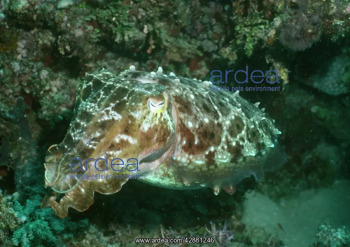  : Broadclub Cuttlefish
