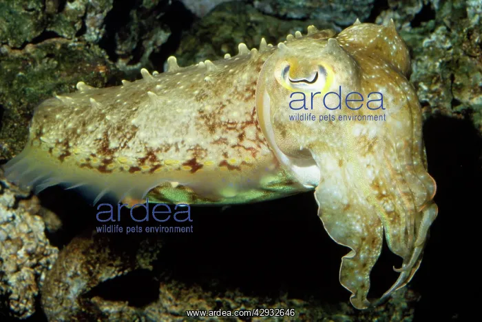 : Broadclub Cuttlefish