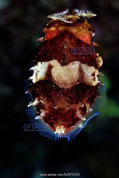 : Broadclub Cuttlefish : Broadclub Cuttlefish