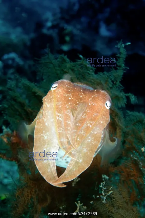 : Broadclub Cuttlefish : Broadclub Cuttlefish