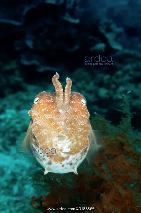 : Broadclub Cuttlefish : Broadclub Cuttlefish