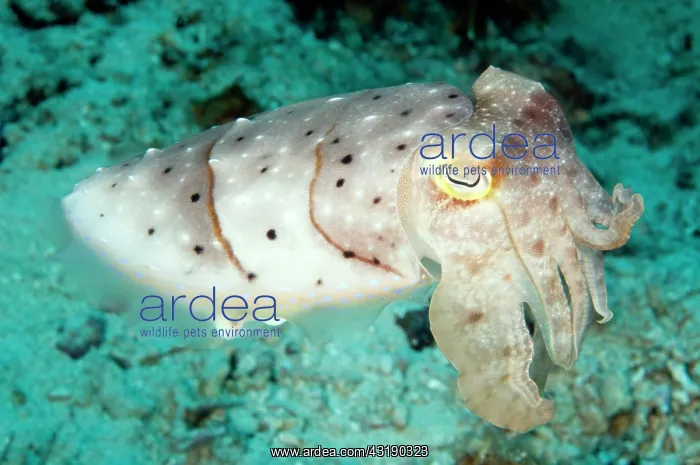 : Broadclub Cuttlefish : Broadclub Cuttlefish