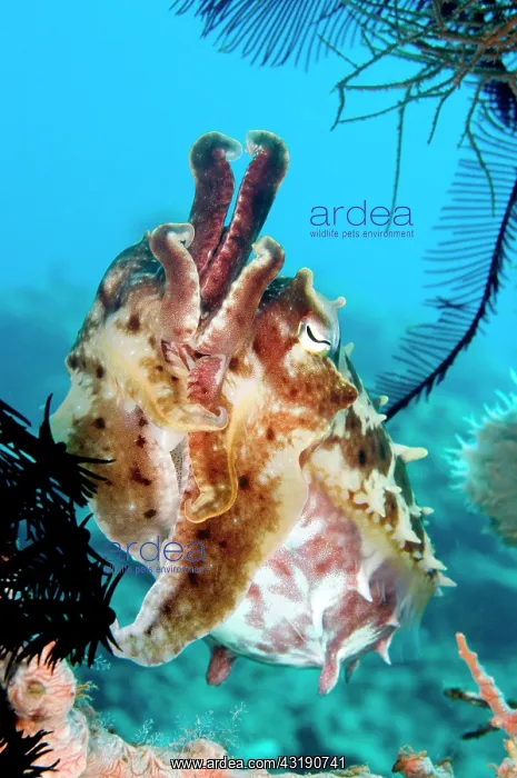 : Broadclub Cuttlefish : Broadclub Cuttlefish