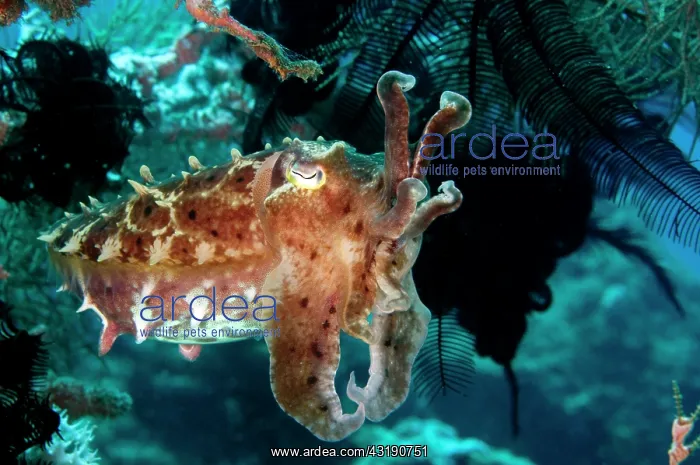 : Broadclub Cuttlefish : Broadclub Cuttlefish