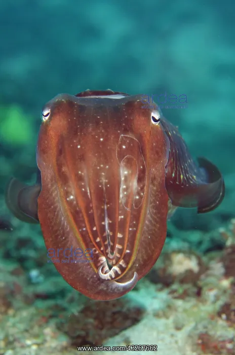 : Broadclub Cuttlefish : Broadclub Cuttlefish