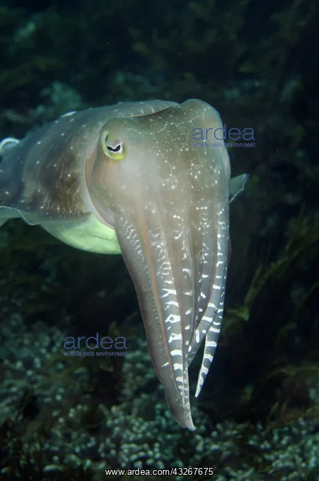 : Broadclub Cuttlefish : Broadclub Cuttlefish