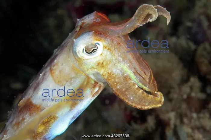: Broadclub Cuttlefish : Broadclub Cuttlefish