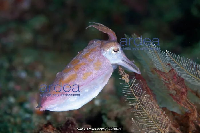 : Broadclub Cuttlefish : Broadclub Cuttlefish
