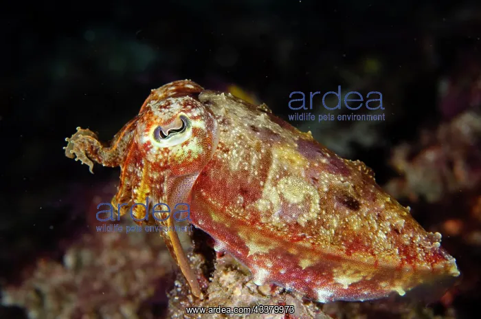 : Broadclub Cuttlefish : Broadclub Cuttlefish