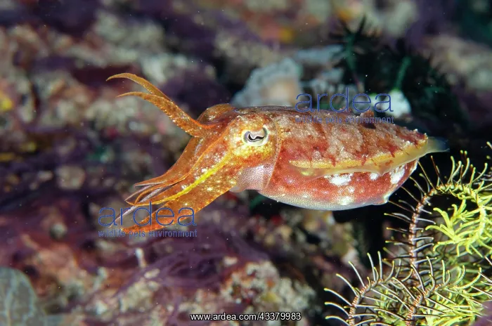  : Broadclub Cuttlefish