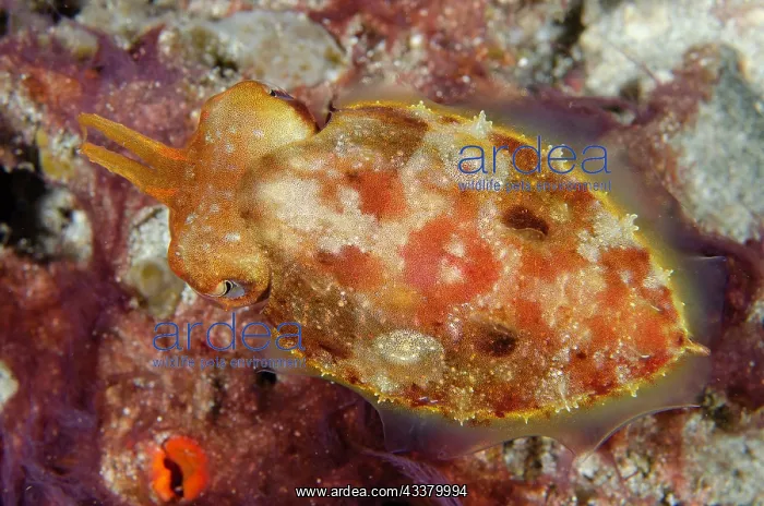 : Broadclub Cuttlefish : Broadclub Cuttlefish