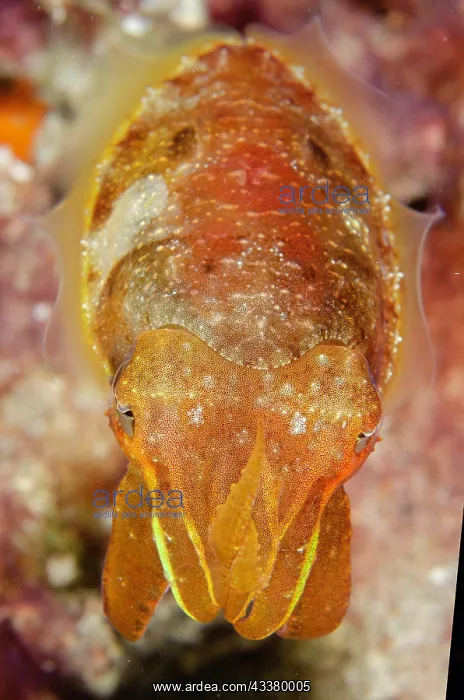 : Broadclub Cuttlefish : Broadclub Cuttlefish