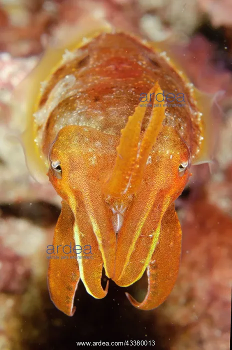 : Broadclub Cuttlefish : Broadclub Cuttlefish