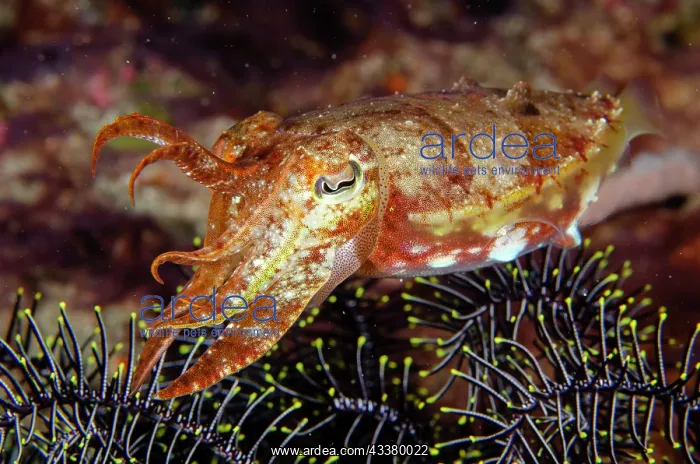: Broadclub Cuttlefish : Broadclub Cuttlefish