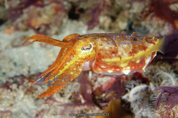 : Broadclub Cuttlefish : Broadclub Cuttlefish