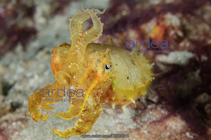  : Broadclub Cuttlefish