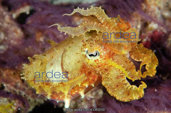 : Broadclub Cuttlefish : Broadclub Cuttlefish