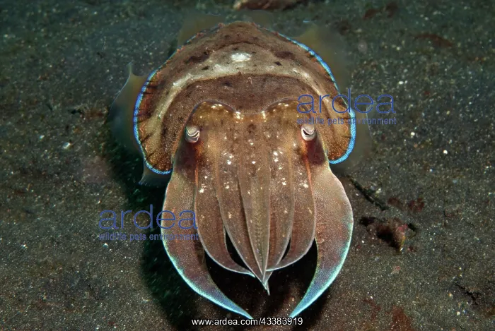 : Broadclub Cuttlefish : Broadclub Cuttlefish
