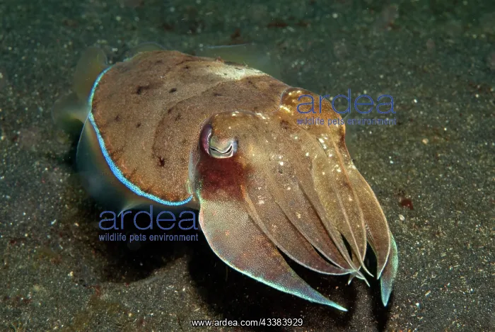 : Broadclub Cuttlefish : Broadclub Cuttlefish