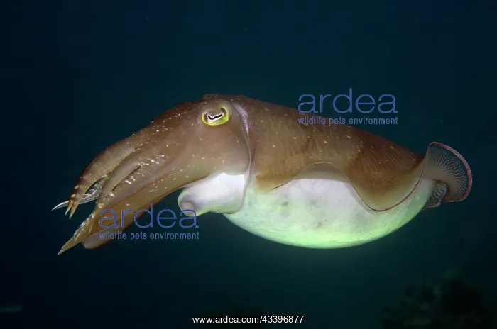 : Broadclub Cuttlefish : Broadclub Cuttlefish
