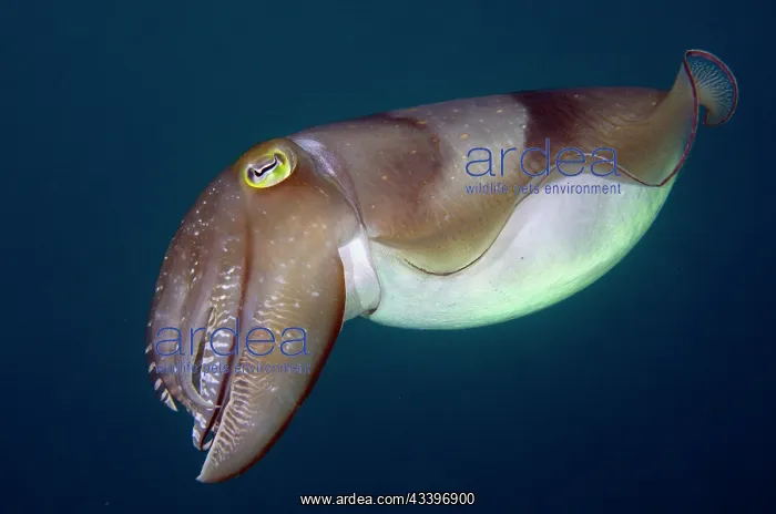 : Broadclub Cuttlefish : Broadclub Cuttlefish
