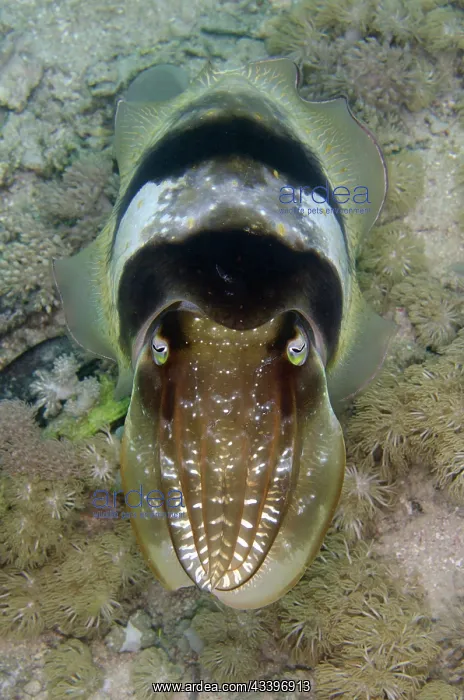 : Broadclub Cuttlefish : Broadclub Cuttlefish