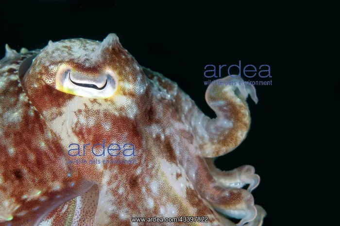 : Broadclub Cuttlefish : Broadclub Cuttlefish