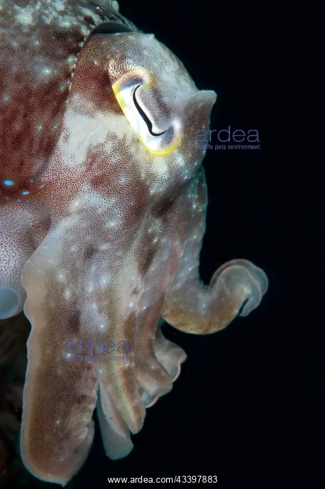 : Broadclub Cuttlefish : Broadclub Cuttlefish