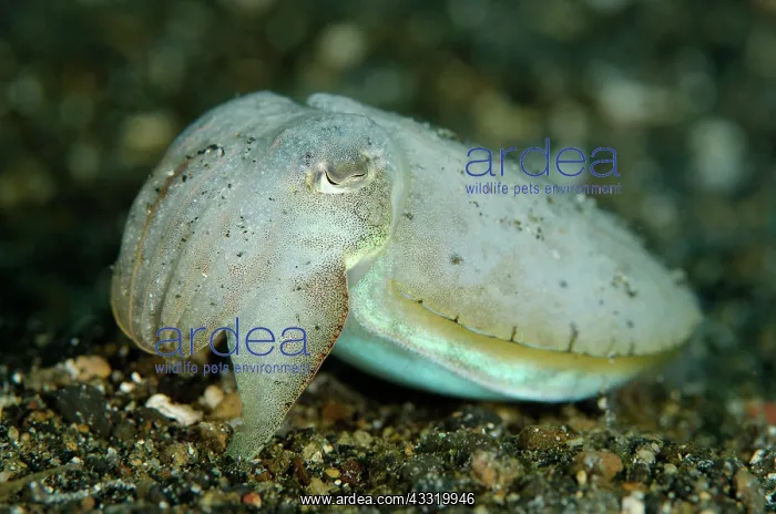 : Broadclub Cuttlefish - on black sand : Broadclub Cuttlefish - on black sand