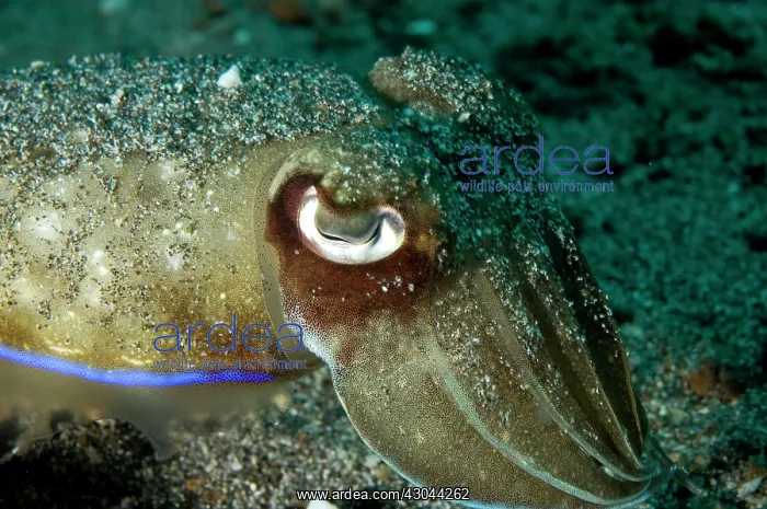 : Broadclub Cuttlefish covered in sand : Broadclub Cuttlefish covered in sand