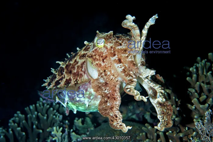 : Broadclub Cuttlefish in defensive position on night : Broadclub Cuttlefish in defensive position on night