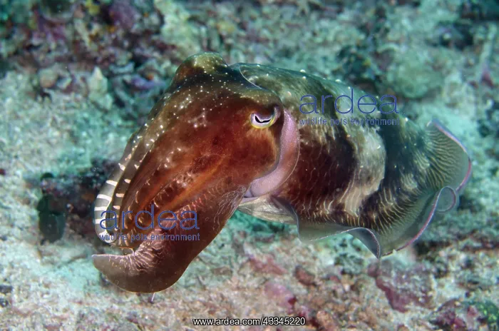 : Broadclub Cuttlefish - Gili Mimpang dive site, Candidasa : Broadclub Cuttlefish - Gili Mimpang dive site, Candidasa